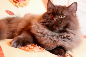 Photo №2 to announcement № 5372 for the sale of british longhair - buy in Belarus private announcement, from nursery, breeder