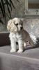 Photo №1. american cocker spaniel - for sale in the city of Minsk | 700$ | Announcement № 71935