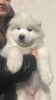 Additional photos: Samoyed premium puppies