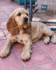 Photo №2 to announcement № 11132 for the sale of english cocker spaniel - buy in Portugal private announcement