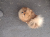 Photo №2 to announcement № 39298 for the sale of pomeranian - buy in Spain private announcement