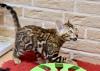 Photo №2 to announcement № 8970 for the sale of bengal cat - buy in Belarus from nursery, breeder