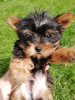 Additional photos: Yorkie baby face puppy