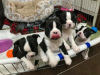 Photo №3. Boston Terrier puppies ready for a new home. Germany