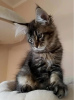 Photo №1. maine coon - for sale in the city of Innsbruck | Is free | Announcement № 96729
