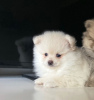 Photo №3. 2 Vaccinated Pomeranian Puppies available Now for sale. Netherlands