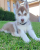 Photo №2 to announcement № 78811 for the sale of siberian husky - buy in Hungary private announcement