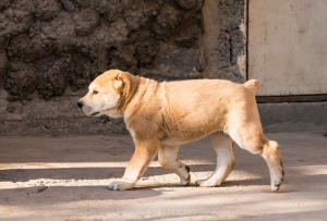 Photo №1.  - for sale in the city of Tashkent | negotiated | Announcement № 3831