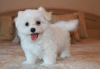 Photo №2 to announcement № 126964 for the sale of maltese dog - buy in Germany private announcement