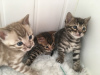 Photo №3. 2 Tested Bengal kittens for Adoption now. Germany