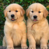 Photo №1. golden retriever - for sale in the city of Graz | negotiated | Announcement № 53360