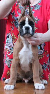 Additional photos: German Boxer puppies cropped and not cropped