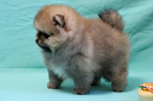 Photo №4. I will sell pomeranian in the city of Yekaterinburg. from nursery - price - 522$