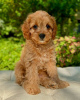 Photo №3. Stunning litter of Cavapoo puppies. Germany