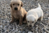 Photo №2 to announcement № 126939 for the sale of golden retriever - buy in Germany private announcement