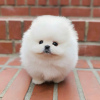 Photo №1. pomeranian - for sale in the city of Berlin | 402$ | Announcement № 107179