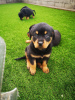 Photo №1. rottweiler - for sale in the city of Дортмунд | 355$ | Announcement № 12233