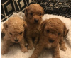 Photo №3. Extensive Health Tested Kc Red Toy Poodle Puppies. Germany