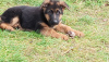 Photo №1. german shepherd - for sale in the city of Novopolotsk | 150$ | Announcement № 78089