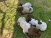 Additional photos: Drathaar puppies
