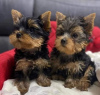Photo №1. yorkshire terrier - for sale in the city of Graz | negotiated | Announcement № 88886