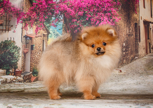Photo №4. I will sell pomeranian in the city of Минск. breeder - price - 1893$