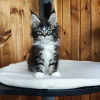 Photo №1. maine coon - for sale in the city of Quinto | 423$ | Announcement № 117281