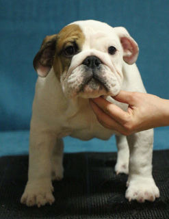 Photo №3. English bulldogs. Russian Federation