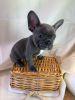 Photo №3. Adorable French bulldog Puppies for free adoption. Germany