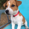 Photo №1. jack russell terrier - for sale in the city of Sofia | 338$ | Announcement № 78879