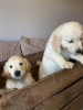 Photo №2 to announcement № 96953 for the sale of golden retriever - buy in Finland private announcement