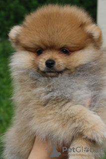 Photo №3. Pomeranian puppy. Russian Federation
