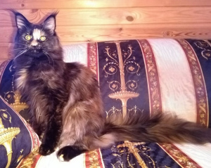 Photo №1. maine coon - for sale in the city of Москва | negotiated | Announcement № 3114