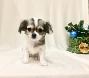 Additional photos: Chihuahua boy, color genetics, documents RKF