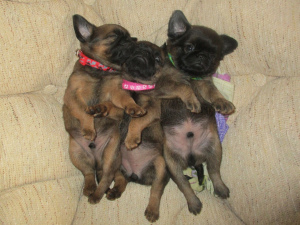 Additional photos: I offer to reserve puppies pti Brabancon.