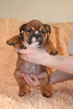 Photo №2 to announcement № 11210 for the sale of english bulldog - buy in Russian Federation private announcement