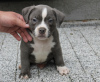 Photo №1. american bully - for sale in the city of Poznan | negotiated | Announcement № 57953