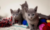 Additional photos: Russian blue kittens