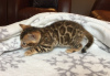 Photo №1. bengal cat - for sale in the city of Oberhausen | 328$ | Announcement № 88576