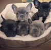 Photo №1. french bulldog - for sale in the city of Vilnius | negotiated | Announcement № 85136