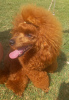 Additional photos: Red Poodle