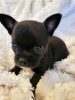 Additional photos: Chihuahua puppies