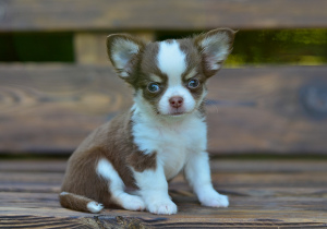 Photo №3. Luxurious Chihuahua. Russian Federation