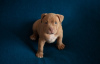 Additional photos: Elite American Bully puppies