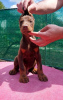 Additional photos: Doberman puppies