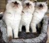 Photo №3. Ragdoll kittens. Germany