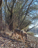 Additional photos: Czechoslovakian Wolfdog puppies