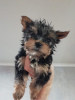 Photo №4. I will sell yorkshire terrier in the city of Saarbrücken. private announcement - price - 280$