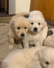 Additional photos: Lovely Golden Retriever Puppies available now