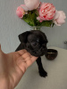 Photo №2 to announcement № 54277 for the sale of french bulldog - buy in Belarus private announcement